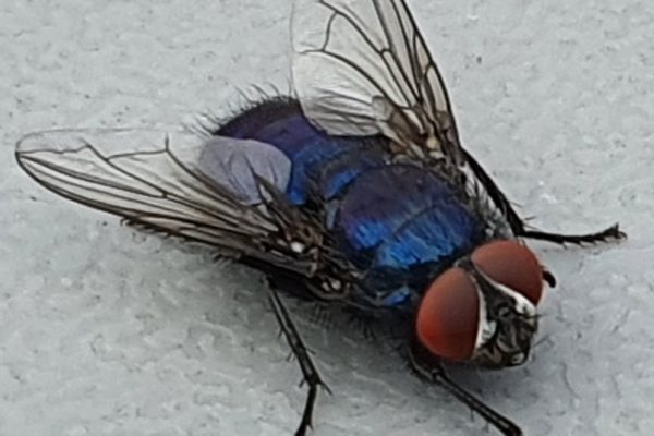 Blurbottle Fly