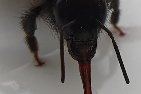 Bumblebee Tongue 2