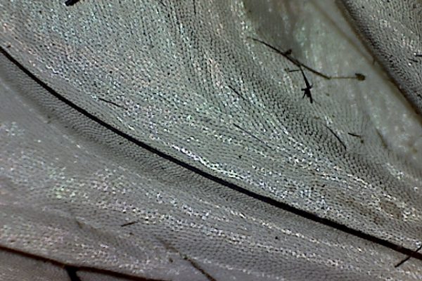 Fly Wing Close Up