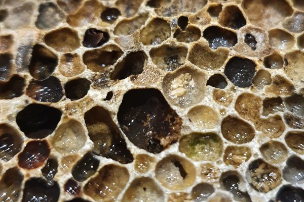 Honeycomb Worm