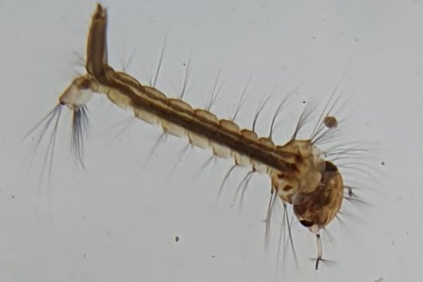 Midge Larvae