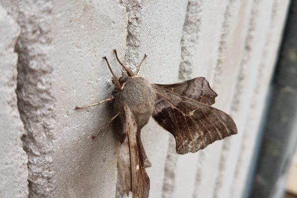 Poplar Hawk Moth 2